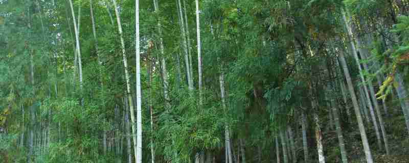 屋后山坡种植毛竹有利于山坡稳定对不对(屋后种毛竹好吗)